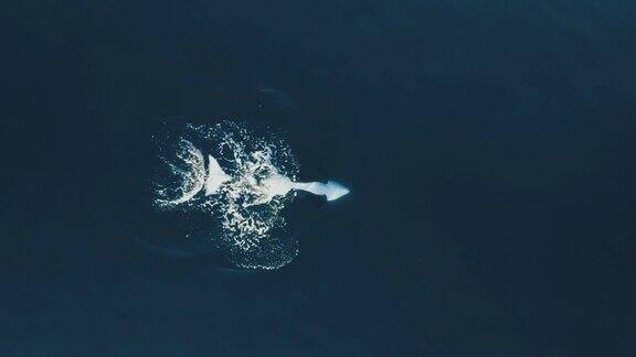 一只逆戟鲸正朝上游被无人机击中