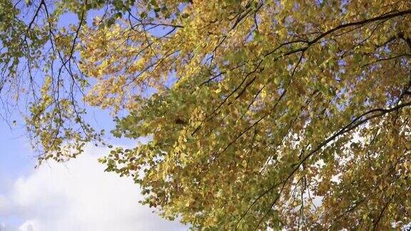 明亮的秋叶颜色的树木旁边的一个湖
