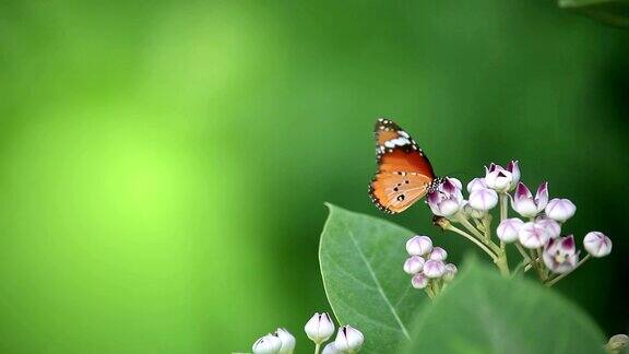 大自然中的蝴蝶