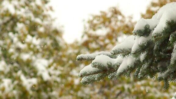 阿尔伯塔省卡尔加里的一场雪中的树枝加拿大