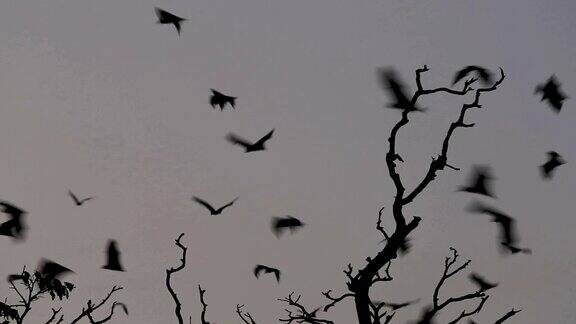 蝙蝠在天空中飞翔
