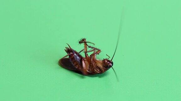 一只奄奄一息的蟑螂躺在绿色屏风上