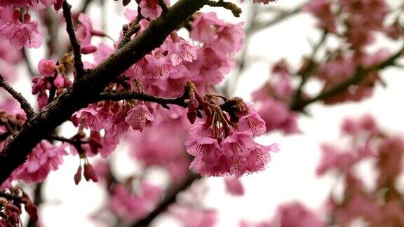 樱花在春天开花