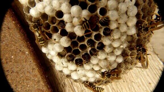 几只黄蜂爬过蜂巢特写