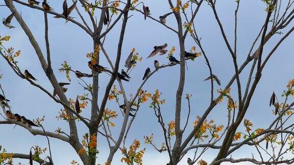 一群极度活跃的树燕子在一起玩