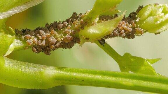 绿色蚜虫以植物的茎为食