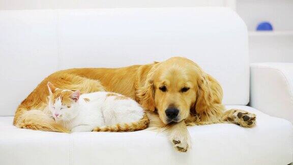 猫和狗一起休息