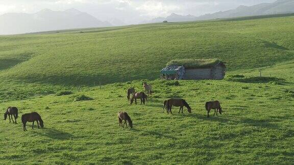 新疆伊犁哈萨克自治州喀拉君草原是典型的高寒五花甸天然草原