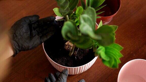女人的手在黑色橡胶手套移植植物到新的花盆