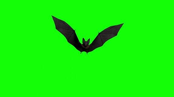 万圣节蝙蝠飞在绿屏股票视频