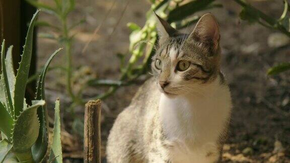 近距离镜头肖像的母虎斑猫看着相机在一个花园