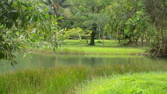 温暖阳光下的自然池塘静谧的公园景观