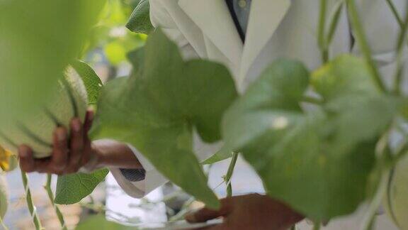 大褂高级农艺师在温室中监督幼苗的生长植物关爱和保护理念4.0行业