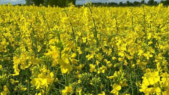 一片盛开着黄色油菜花的美丽田野