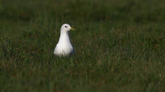 一只站在草地上的海鸥