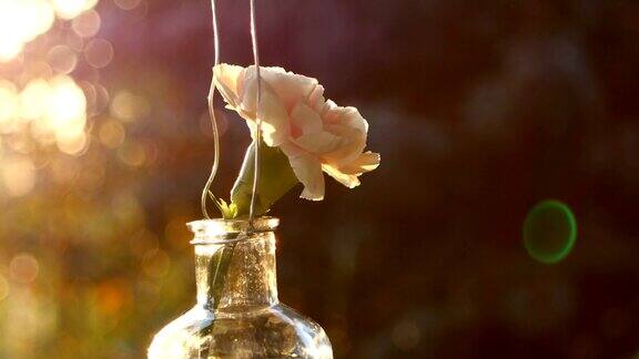 晚霞背景上的花瓶里插着粉红色的康乃馨