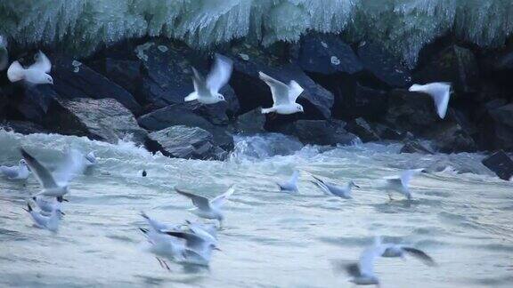 海鸥在日内瓦湖上迎着强风飞翔