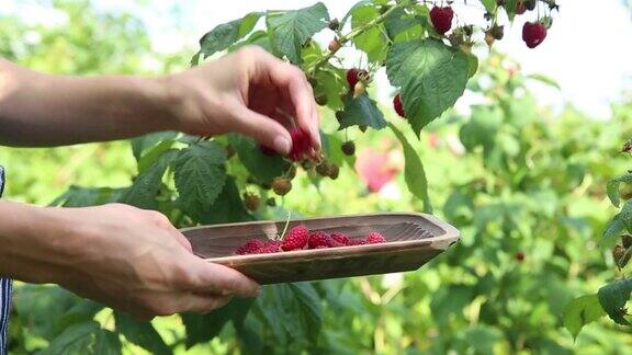 年轻的女孩从植物中采摘美味成熟的覆盆子并把它们放入一个木碗妇女采摘成熟的红浆果从一个户外夏季花园的覆盆子灌木