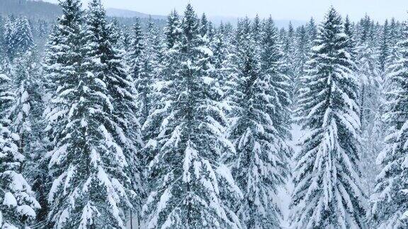 一个被雪覆盖的冬季森林的天线
