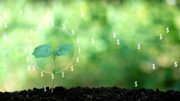 钱树是在全息图上取钱树成功理财的经营理念
