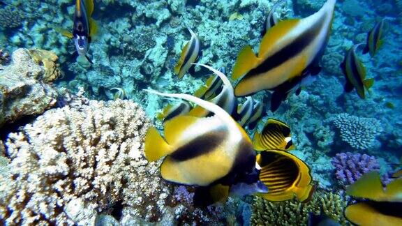 海洋中的生命热带鱼和珊瑚礁美丽的珊瑚