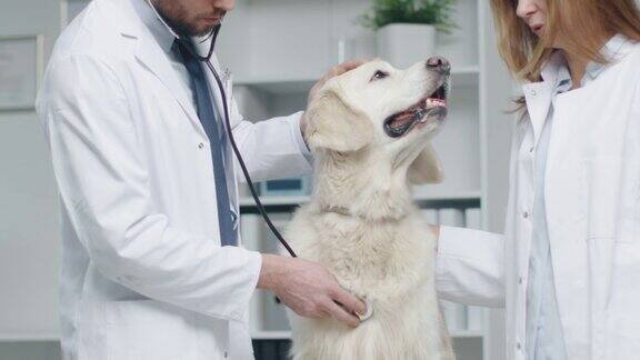 在兽医诊所兽医和他的助手用听诊器检查狗在缓慢的运动