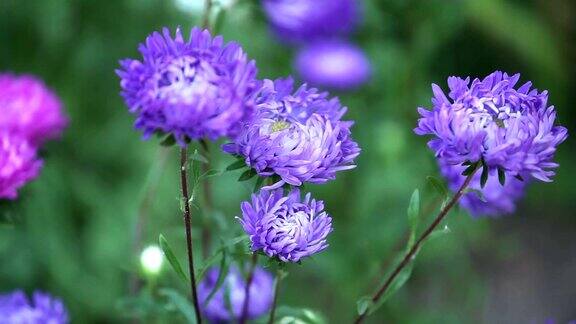 花园里盛开的紫菀花