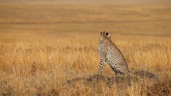非洲猎豹在草原上休息