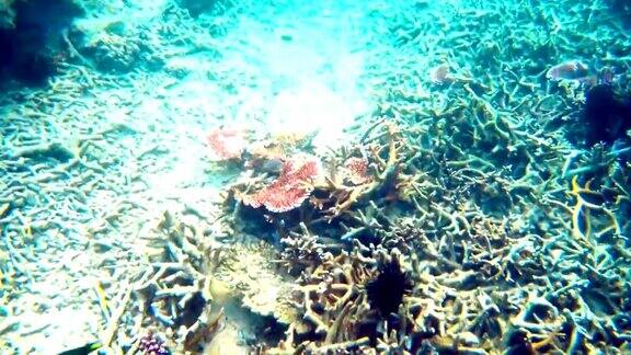 美丽的海底世界有珊瑚