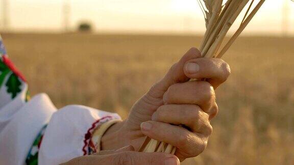 慢动作特写双手妇女旋转周围小麦穗在早上的土地上