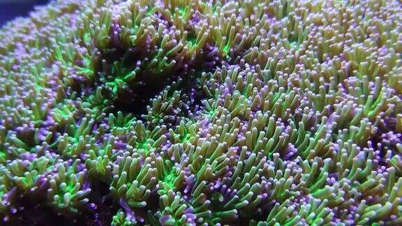 海葵珊瑚在咸水水族馆