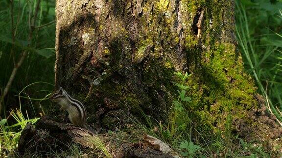 西伯利亚花栗鼠(Eutamiassibiricus)-兴安自然保护区俄罗斯