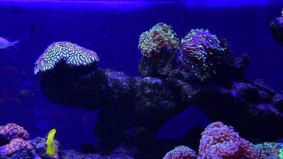 珊瑚礁水族馆鱼类海葵近海海水4k视频