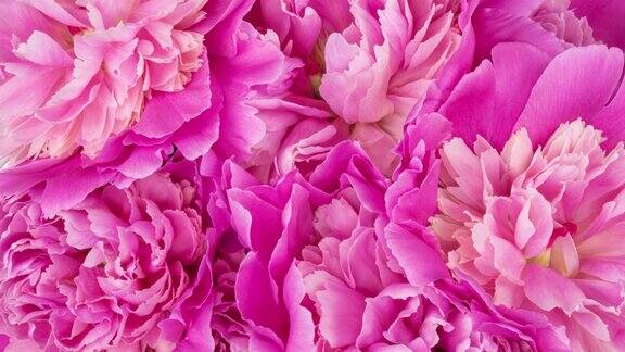 美丽的粉色玫瑰花束背景盛开的牡丹花开时间流逝特写婚礼背景情人节开花花朵特写镜头4K超高清视频延时延时