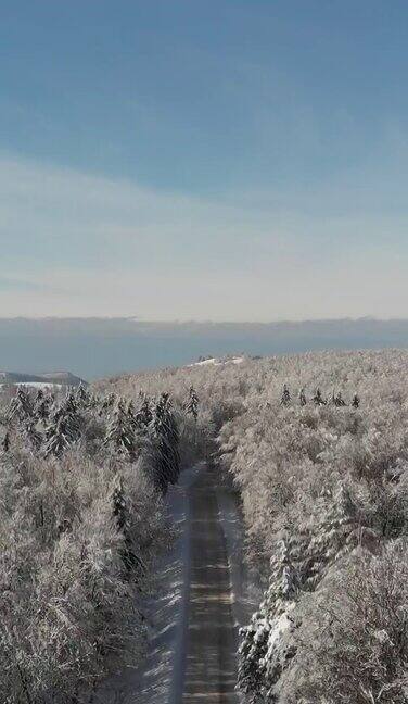 冬天的森林在雪地里被阳光的光芒照亮