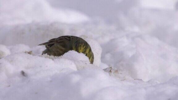 欧洲绿翅雀(绿翅雀)和切尔诺贝利地区的雪