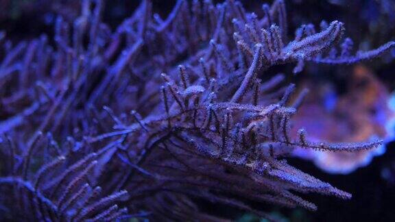 侏儒海马丹尼斯四处张望海马丹尼斯美丽的海洋珊瑚慢动作