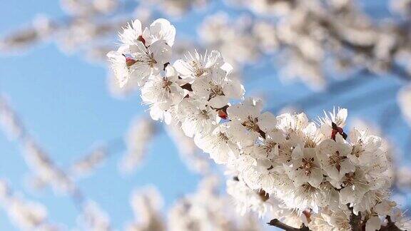 特写的杏花映衬着蓝天开花的树木在春天的季节自然的背景