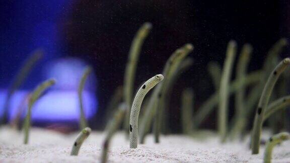 在大海下发现了花园鳗鱼群的小小创造者