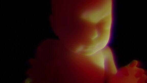 子宫里未出生的婴儿4K3D高清动画