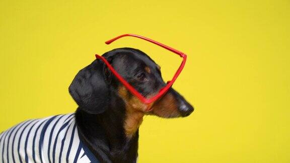 动物的嘴上戴着红色的镜子眼镜