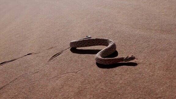 慢动作拍摄的响尾蛇Peringuey的蝰蛇移动穿过沙丘