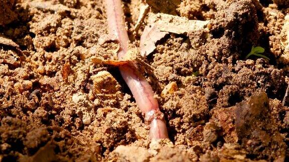蚯蚓在花园里的土壤里