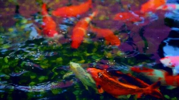 锦鲤或彩色鲤鱼游在池塘周围它以水为食以池塘水面上的鲤鱼为食
