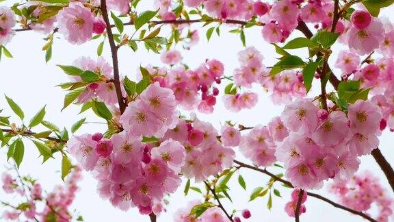 一棵美丽的樱花树树枝上开着粉红色的樱花