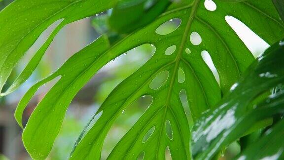雨季的雨滴落在巨叶上