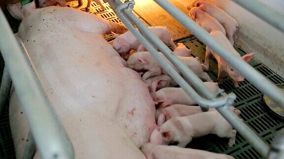 许多小猪从猪妈妈那里吃东西