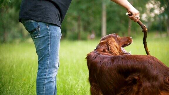 一个年轻人在玩他的宠物狗爱尔兰猎犬男给他树枝