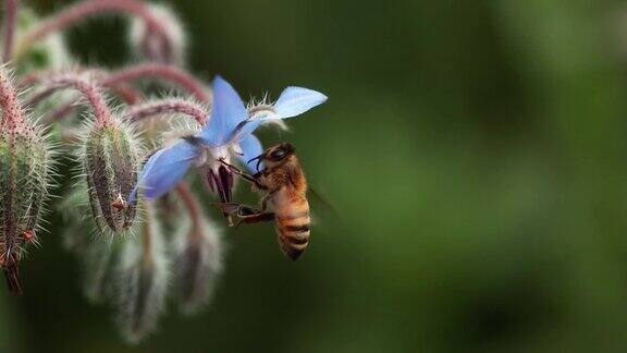 蜜蜂在采琉璃苣花