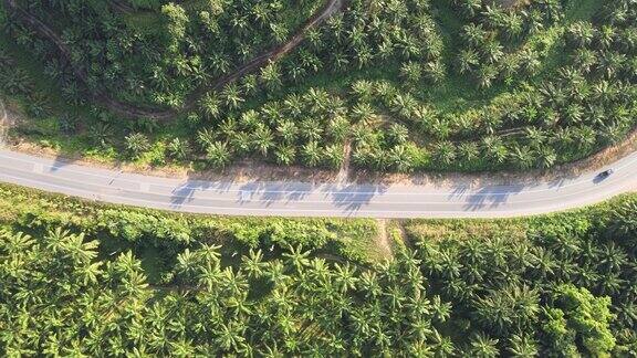 道路和棕榈树火焰鸟瞰图